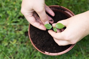 Travaux et semis à effectuer durant le mois de février au jardin